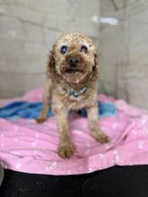 PAPARDELLE, Hund, Mischlingshund in Slowakische Republik - Bild 5