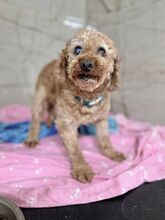 PAPARDELLE, Hund, Mischlingshund in Slowakische Republik - Bild 6