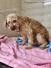 PAPARDELLE, Hund, Mischlingshund in Slowakische Republik - Bild 7