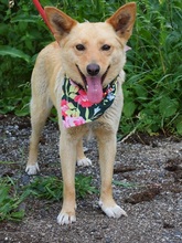 VERONICA, Hund, Mischlingshund in Slowakische Republik - Bild 2