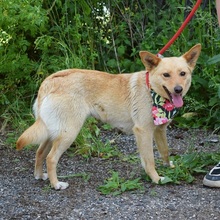 VERONICA, Hund, Mischlingshund in Slowakische Republik - Bild 3