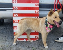 VERONICA, Hund, Mischlingshund in Slowakische Republik - Bild 5