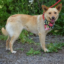 VERONICA, Hund, Mischlingshund in Slowakische Republik - Bild 7