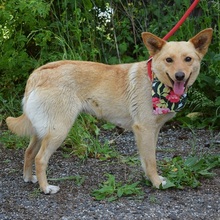 VERONICA, Hund, Mischlingshund in Slowakische Republik - Bild 8