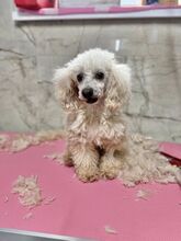 BROCCOLI, Hund, Mischlingshund in Slowakische Republik - Bild 5