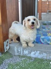 SOLEIL, Hund, Mischlingshund in Slowakische Republik - Bild 1