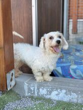 SOLEIL, Hund, Mischlingshund in Slowakische Republik - Bild 3