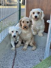 SOLEIL, Hund, Mischlingshund in Slowakische Republik - Bild 4