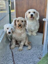SOLEIL, Hund, Mischlingshund in Slowakische Republik - Bild 5