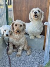 SOLEIL, Hund, Mischlingshund in Slowakische Republik - Bild 6