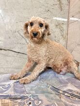 FOCCACIA, Hund, Mischlingshund in Slowakische Republik - Bild 1