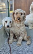 FOCCACIA, Hund, Mischlingshund in Slowakische Republik - Bild 2