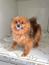 KULAJDA, Hund, Mischlingshund in Slowakische Republik - Bild 1
