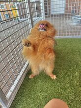 KULAJDA, Hund, Mischlingshund in Slowakische Republik - Bild 10