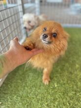 KULAJDA, Hund, Mischlingshund in Slowakische Republik - Bild 2