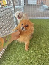 KULAJDA, Hund, Mischlingshund in Slowakische Republik - Bild 3