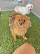 KULAJDA, Hund, Mischlingshund in Slowakische Republik - Bild 4