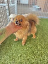 KULAJDA, Hund, Mischlingshund in Slowakische Republik - Bild 5