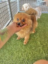 KULAJDA, Hund, Mischlingshund in Slowakische Republik - Bild 6