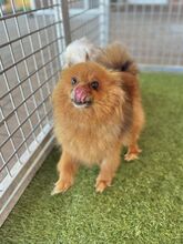 KULAJDA, Hund, Mischlingshund in Slowakische Republik - Bild 7