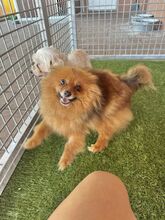 KULAJDA, Hund, Mischlingshund in Slowakische Republik - Bild 8
