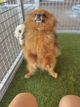 KULAJDA, Hund, Mischlingshund in Slowakische Republik - Bild 9