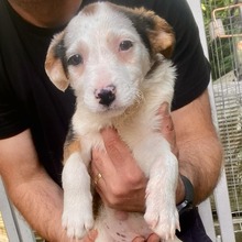 MILKA, Hund, Mischlingshund in Rumänien - Bild 1