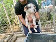 MILKA, Hund, Mischlingshund in Rumänien - Bild 2