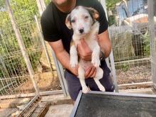 MILKA, Hund, Mischlingshund in Rumänien - Bild 5