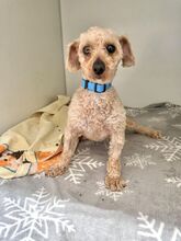 MOMBI, Hund, Mischlingshund in Slowakische Republik - Bild 1