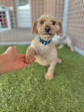 MOMBI, Hund, Mischlingshund in Slowakische Republik - Bild 2
