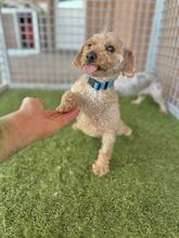 MOMBI, Hund, Mischlingshund in Slowakische Republik - Bild 3