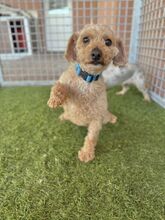 MOMBI, Hund, Mischlingshund in Slowakische Republik - Bild 4
