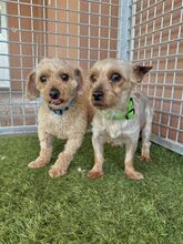MOMBI, Hund, Mischlingshund in Slowakische Republik - Bild 7