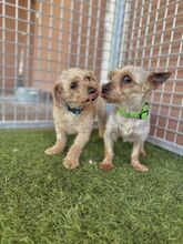 MOMBI, Hund, Mischlingshund in Slowakische Republik - Bild 8