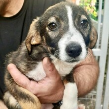COOKIE, Hund, Mischlingshund in Rumänien - Bild 1