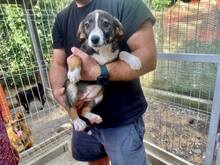 COOKIE, Hund, Mischlingshund in Rumänien - Bild 2
