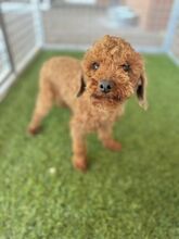 PIXEL, Hund, Mischlingshund in Slowakische Republik - Bild 1