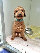 PIXEL, Hund, Mischlingshund in Slowakische Republik - Bild 2