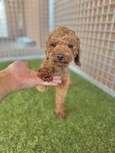 PIXEL, Hund, Mischlingshund in Slowakische Republik - Bild 3