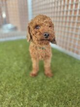 PIXEL, Hund, Mischlingshund in Slowakische Republik - Bild 4