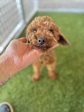 PIXEL, Hund, Mischlingshund in Slowakische Republik - Bild 5