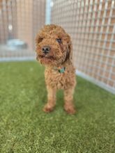 PIXEL, Hund, Mischlingshund in Slowakische Republik - Bild 6