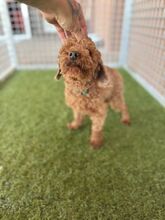 PIXEL, Hund, Mischlingshund in Slowakische Republik - Bild 7
