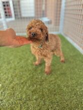 PIXEL, Hund, Mischlingshund in Slowakische Republik - Bild 8