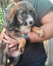 TOFFIFEE, Hund, Mischlingshund in Rumänien - Bild 2