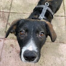 TOFFIFEE, Hund, Mischlingshund in Olpe