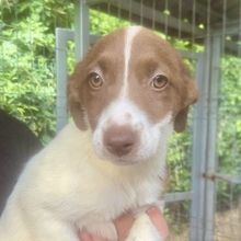 ROMY, Hund, Mischlingshund in Rumänien - Bild 1