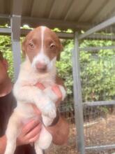 ROMY, Hund, Mischlingshund in Rumänien - Bild 2