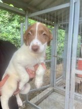 ROMY, Hund, Mischlingshund in Rumänien - Bild 3